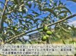 画像2: 富士山 オリーブ茶 ティーバッグ2.5g×12p 国産 健康茶 お茶 葉 日本茶 茶葉 (2)