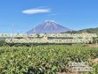 画像3: 富士山 蒼風 40g ケルセチン お茶 葉 緑茶 日本茶 煎茶 緑茶 茶葉 (3)