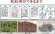 画像4: 和紅茶 ティーバッグ　2.5ｇ×12個　2袋セット (4)