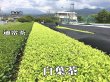 画像4: 富士ブランド 富士山 白葉茶 30g お茶 葉 緑茶 日本茶 煎茶 緑茶 茶葉 (4)